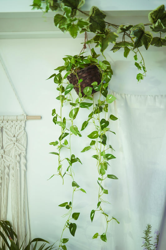 Pothos Plant | Hanging indoor plant - rituel