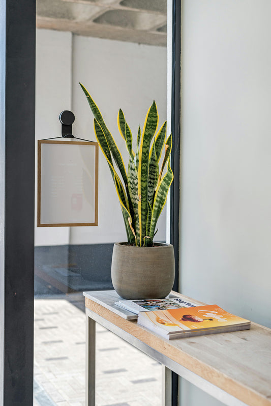 Snake Plant | Indoor plant | Low light house plant - rituel