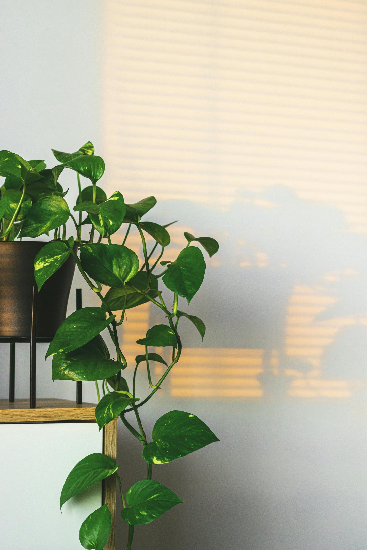 Pothos Plant | Hanging indoor plant - rituel