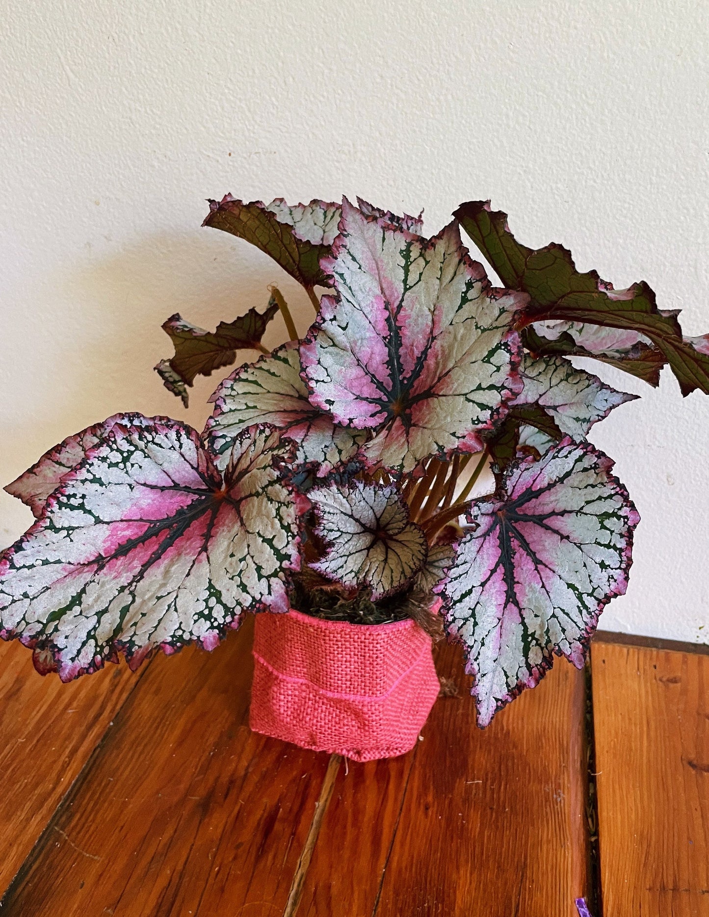 Rex begonia | unique house plant | plant gift - rituel