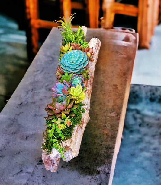 Handcrafted driftwood centerpiece with live succulents | Artisan made in USA - rituel