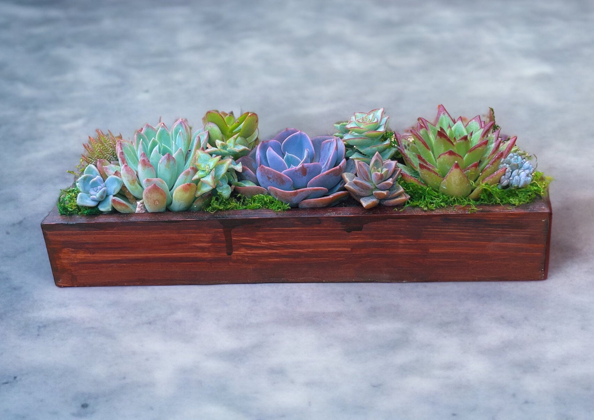 Large living succulent gift arrangement in handmade 14 inch wooden planter - rituel