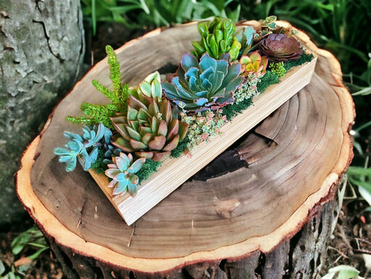 Large living succulent gift arrangement in handmade 14 inch wooden planter - rituel