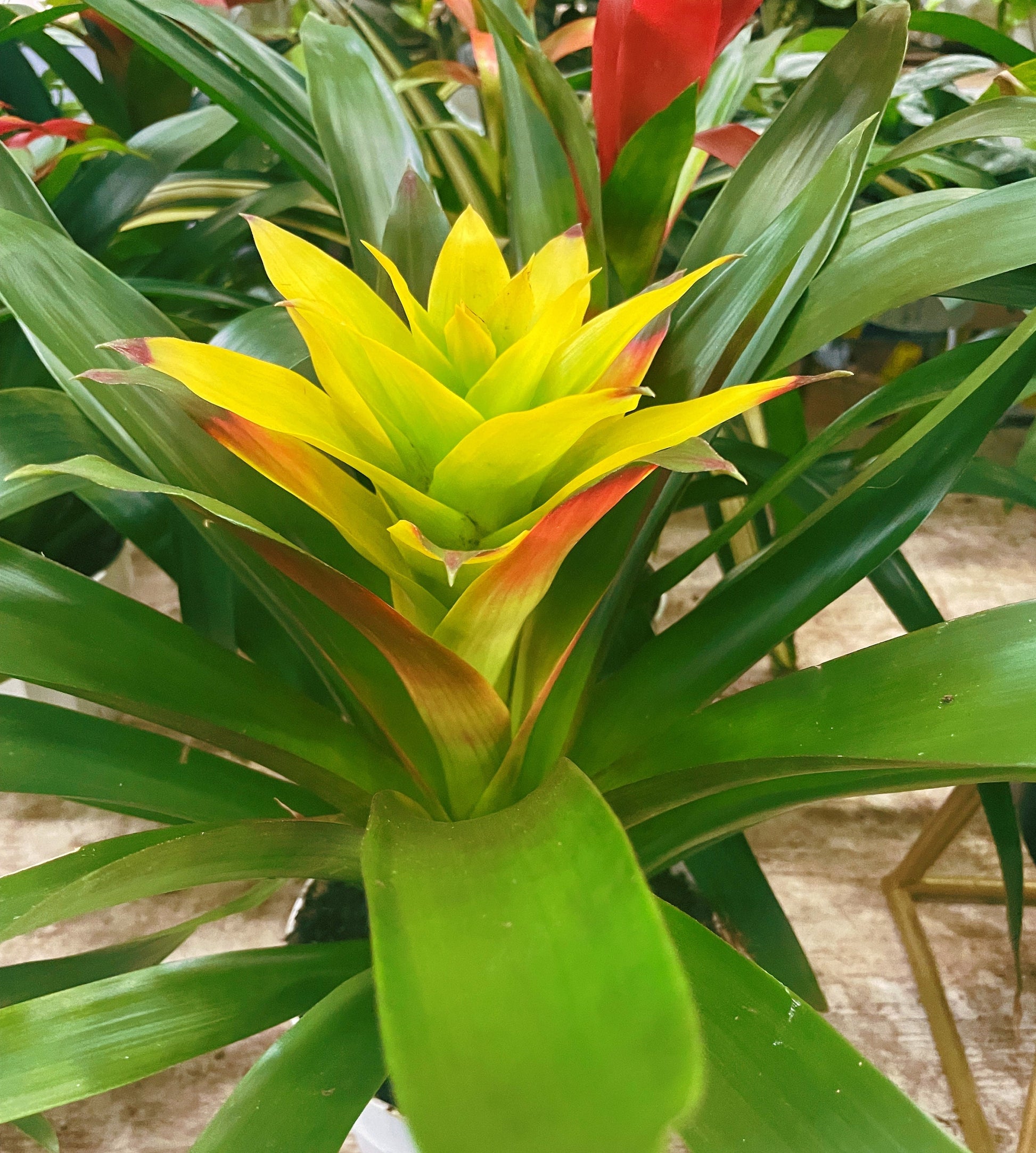 Brilliant Bromeliad | exotic plant | indoor plant - rituel